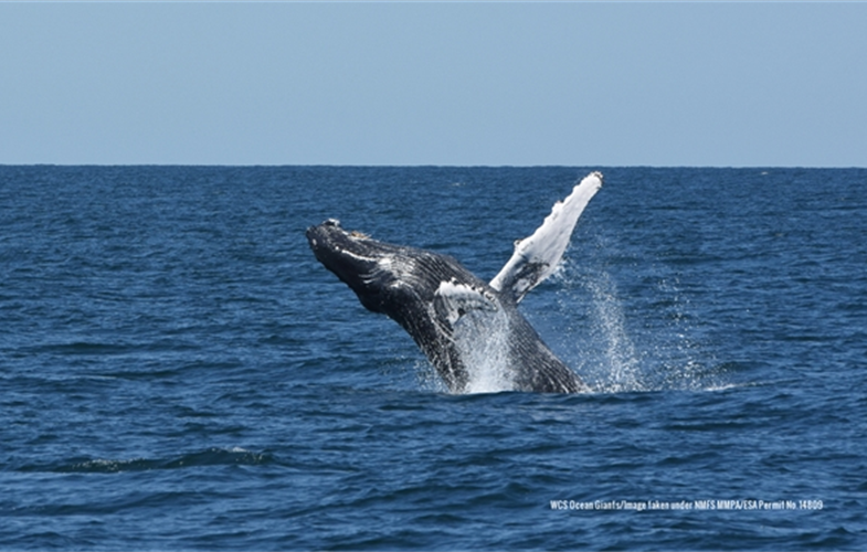 A humpback whale breaching in New York Bight. CREDIT:  CREDIT: WCS Ocean Giants/Image taken under NMFS MMPA/ESA Permit No. 14809